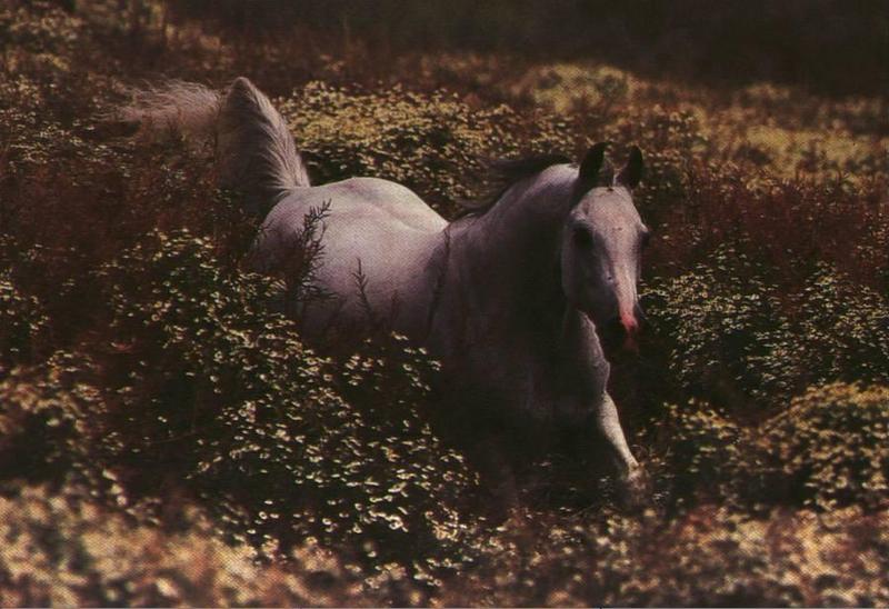 White Horse {!--백마--> running; DISPLAY FULL IMAGE.