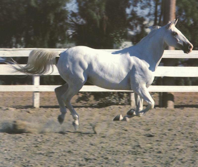 White Horse {!--백마--> runs; DISPLAY FULL IMAGE.