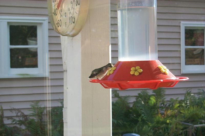 Hummingbird {!--벌새-->; DISPLAY FULL IMAGE.