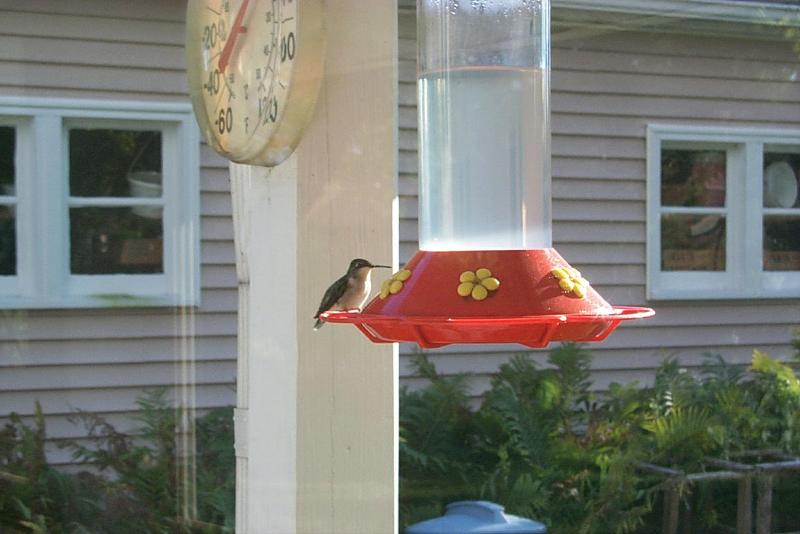 Hummingbird {!--벌새-->; DISPLAY FULL IMAGE.