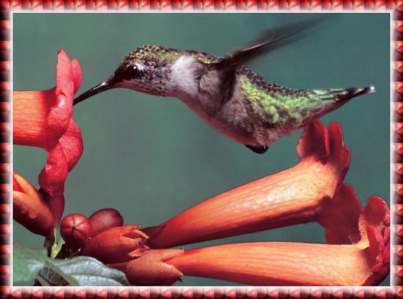 Hummingbird {!--벌새-->; DISPLAY FULL IMAGE.