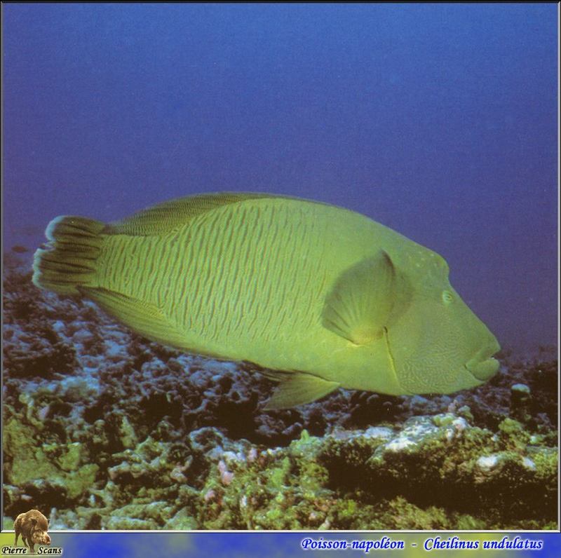 Humphead Wrasse (Cheilinus undulatus) {!--큰양놀래기-->; DISPLAY FULL IMAGE.