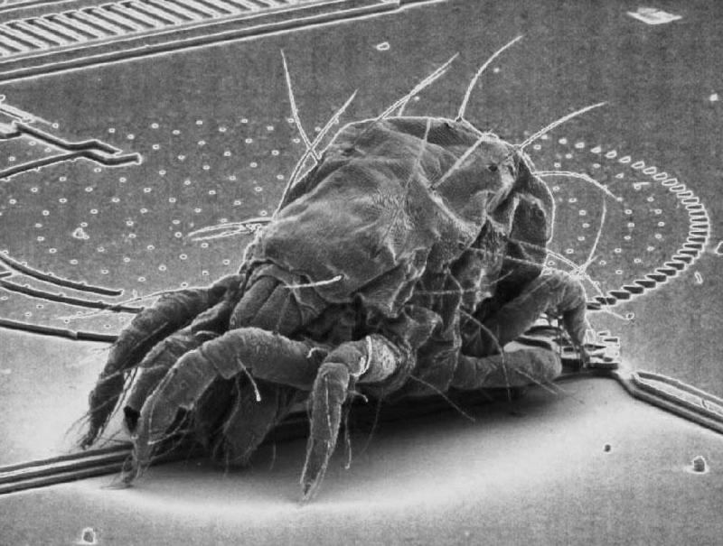 Dust mite {!--진드기-->; DISPLAY FULL IMAGE.