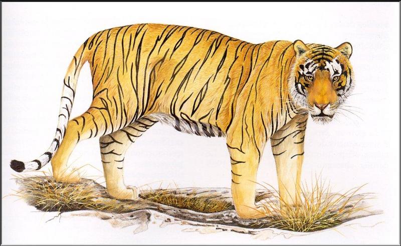 [Animal Art] Extinct Bali Tiger - Panthera tigris balica {!--발리호랑이(멸종)-->; DISPLAY FULL IMAGE.