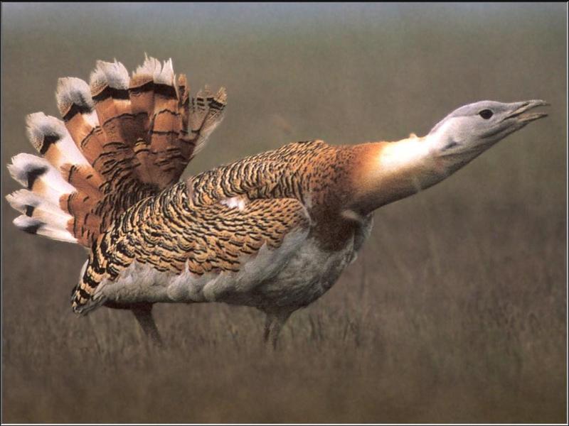 Great Bustard (Otis tarda) {!--느시-->; DISPLAY FULL IMAGE.