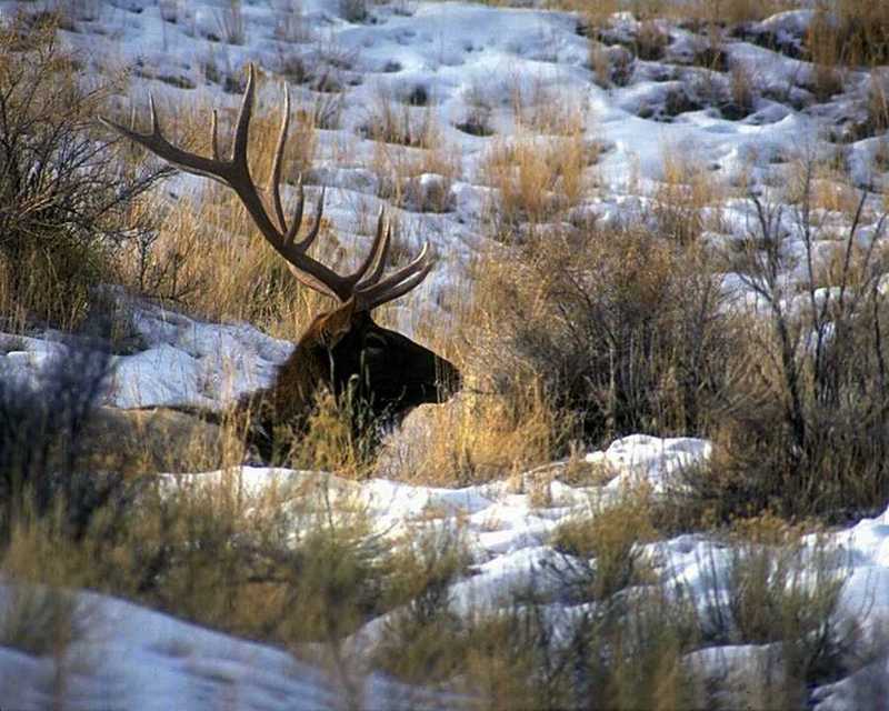 Elk (Cervus elaphus) {!--엘크, 북미 붉은사슴-->; DISPLAY FULL IMAGE.