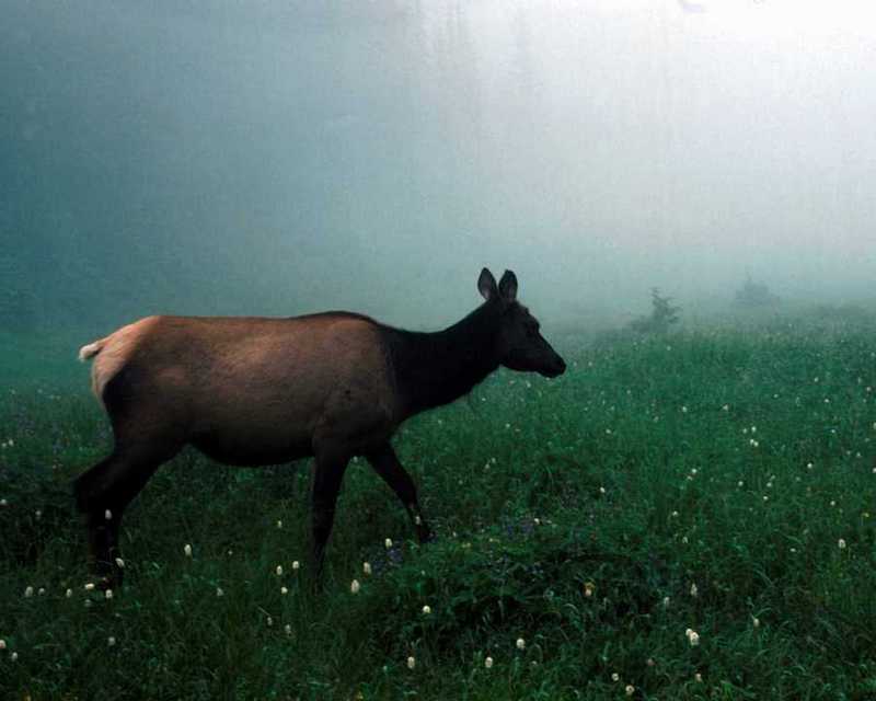 Elk (Cervus elaphus) {!--엘크, 북미 붉은사슴-->; DISPLAY FULL IMAGE.