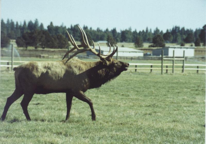 Bull Elk (Cervus elaphus) {!--엘크, 북미 붉은사슴-->; DISPLAY FULL IMAGE.