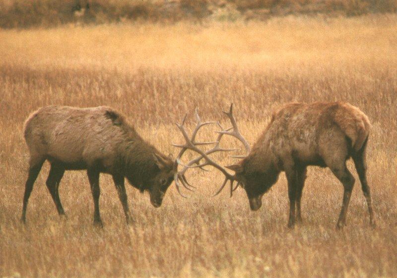 Elks (Cervus elaphus) {!--엘크, 북미 붉은사슴-->; DISPLAY FULL IMAGE.