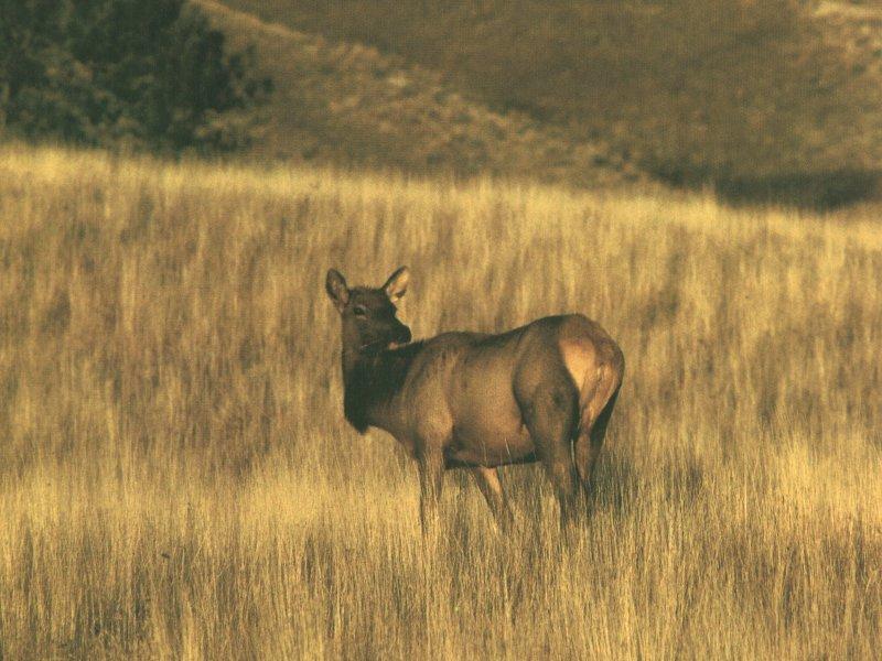 Elk (Cervus elaphus) {!--엘크, 북미 붉은사슴-->; DISPLAY FULL IMAGE.