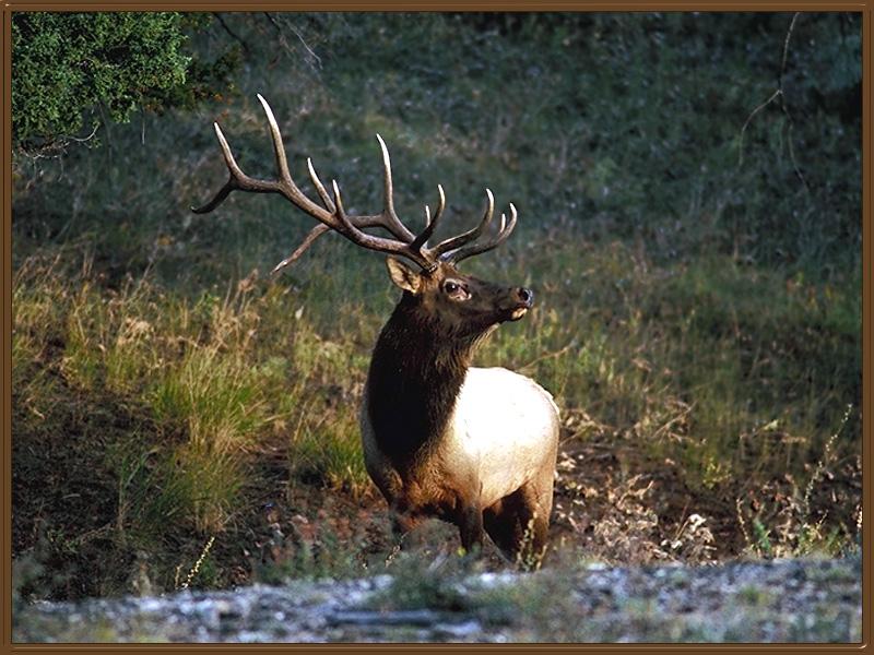 Elk (Cervus elaphus) {!--엘크, 북미 붉은사슴-->; DISPLAY FULL IMAGE.