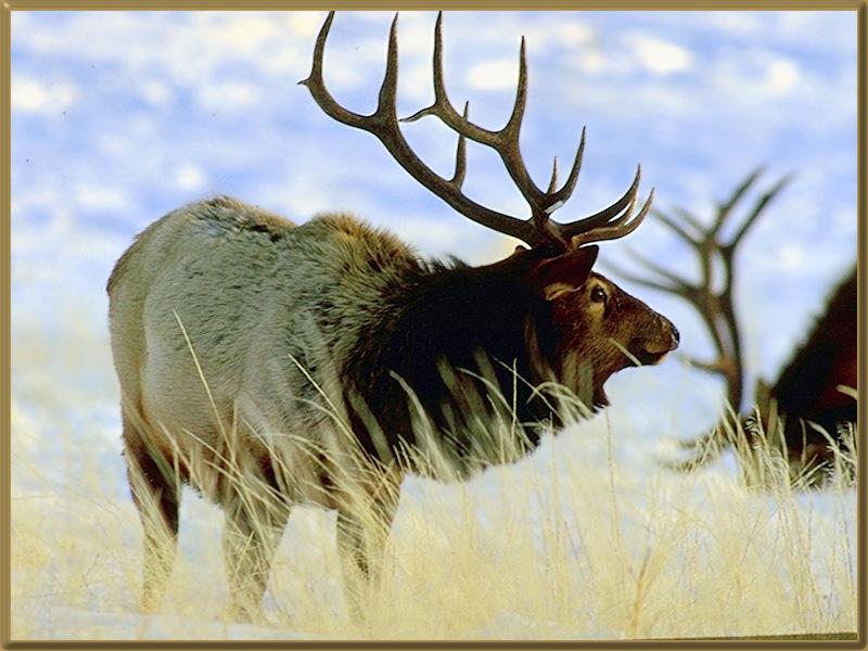 Elk (Cervus elaphus) {!--엘크, 북미 붉은사슴-->; DISPLAY FULL IMAGE.