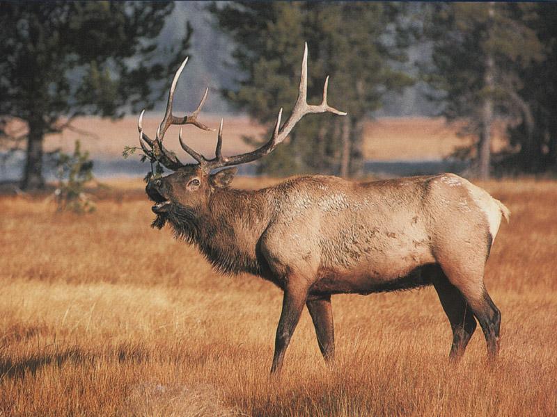 Elk (Cervus elaphus) {!--엘크, 북미 붉은사슴-->; DISPLAY FULL IMAGE.