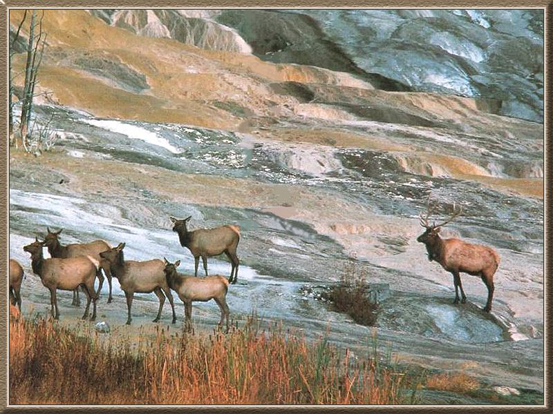Elks (Cervus elaphus) {!--엘크, 북미 붉은사슴-->; DISPLAY FULL IMAGE.