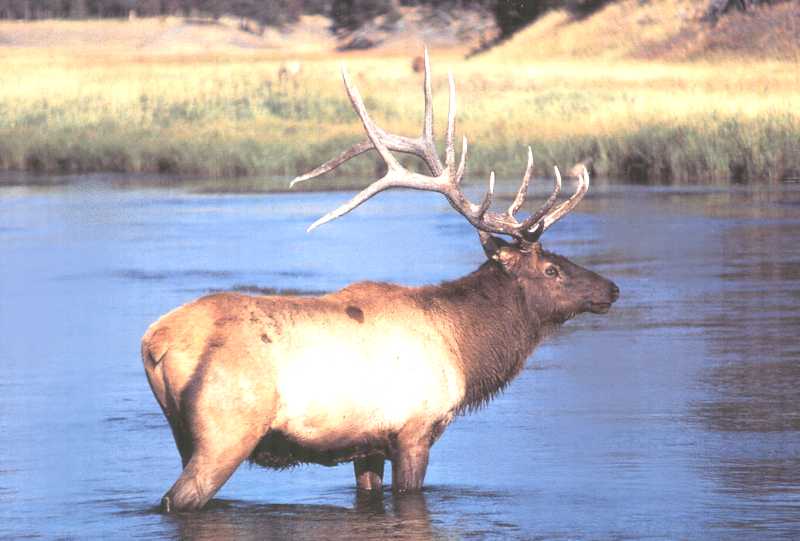 Elk (Cervus elaphus) {!--엘크, 북미 붉은사슴-->; DISPLAY FULL IMAGE.