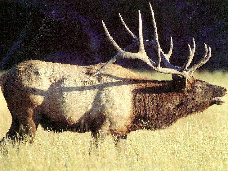 Elk (Cervus elaphus) {!--엘크, 북미 붉은사슴-->; DISPLAY FULL IMAGE.