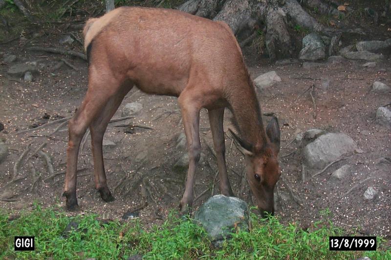 Elk (Cervus elaphus) {!--엘크, 북미 붉은사슴-->; DISPLAY FULL IMAGE.