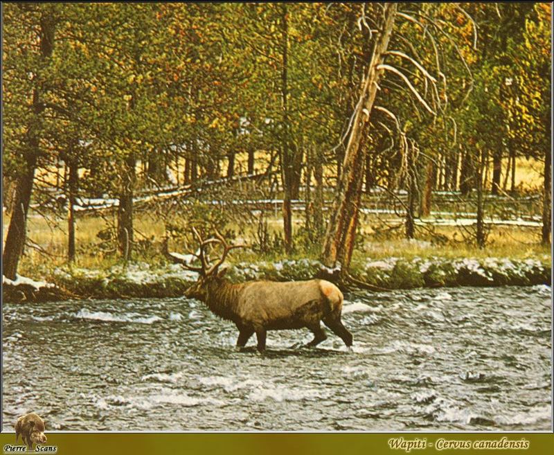 Eastern Elk (Cervus elaphus canadensis) {!--엘크, 북미 붉은사슴-->; DISPLAY FULL IMAGE.