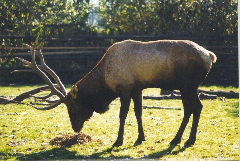 Elks (Cervus elaphus) {!--엘크, 북미 붉은사슴-->; DISPLAY FULL IMAGE.