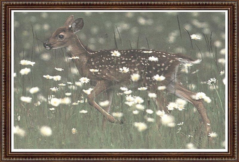 Deer fawn {!--아기 사슴-->; DISPLAY FULL IMAGE.