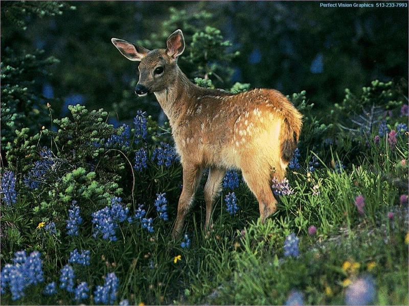 Deer fawn {!--아기 사슴-->; DISPLAY FULL IMAGE.