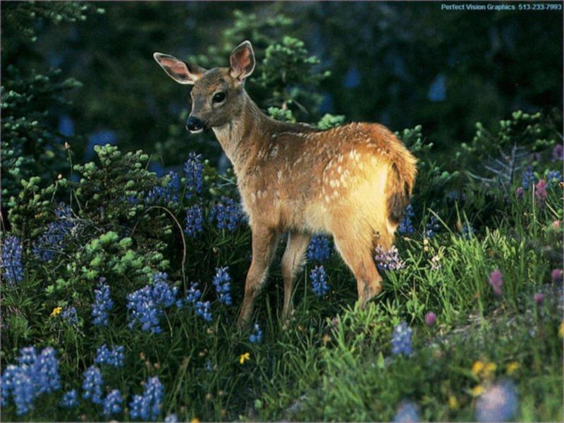 Deer fawn {!--아기 사슴-->; DISPLAY FULL IMAGE.