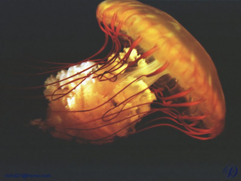 Jellyfish {!--해파리-->; DISPLAY FULL IMAGE.