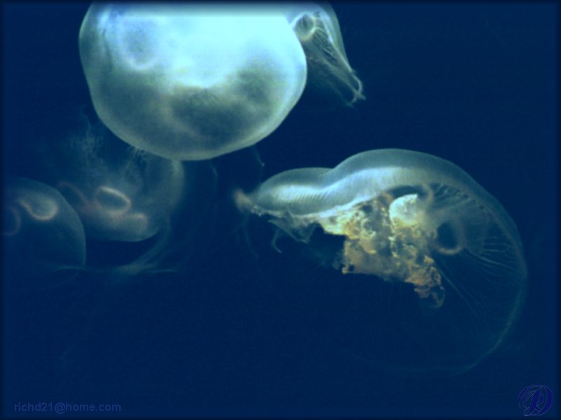 Jellyfish {!--해파리-->; DISPLAY FULL IMAGE.
