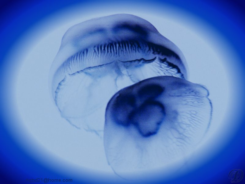 Jellyfish {!--해파리-->; DISPLAY FULL IMAGE.