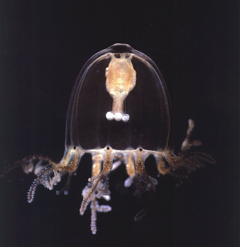 Jellyfish {!--해파리-->; DISPLAY FULL IMAGE.