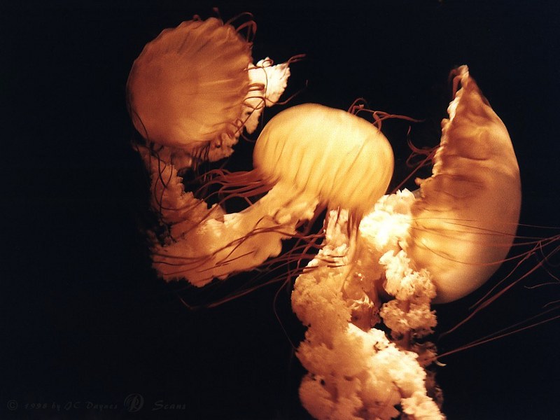 Jellyfish {!--해파리-->; DISPLAY FULL IMAGE.