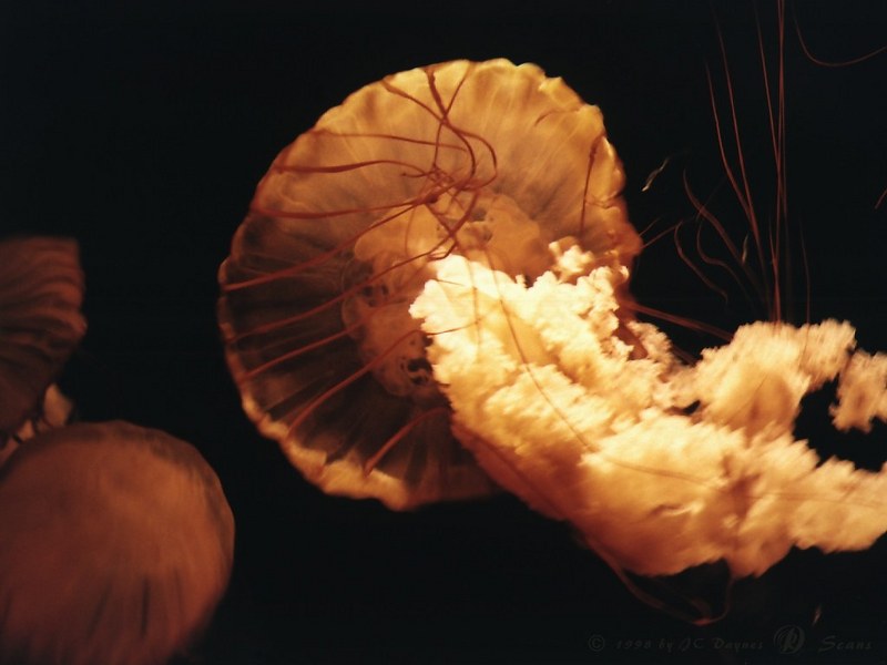 Jellyfish {!--해파리-->; DISPLAY FULL IMAGE.