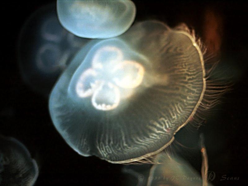 Jellyfish {!--해파리-->; DISPLAY FULL IMAGE.