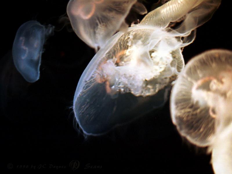 Jellyfish {!--해파리-->; DISPLAY FULL IMAGE.