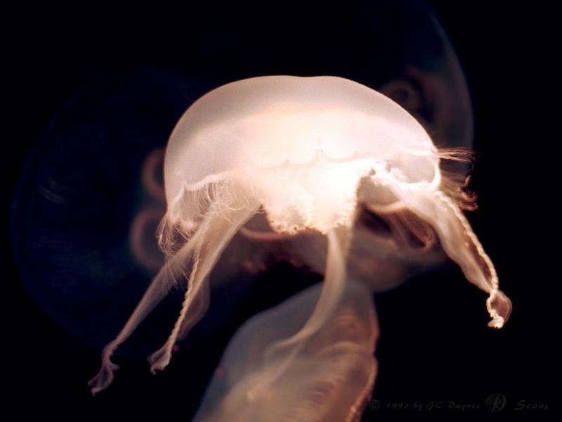 Jellyfish {!--해파리-->; DISPLAY FULL IMAGE.