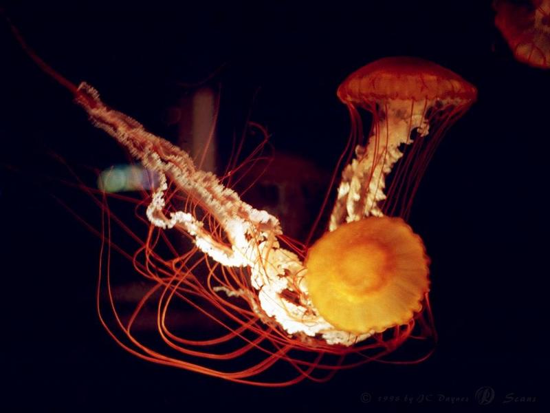 Jellyfish {!--해파리-->; DISPLAY FULL IMAGE.
