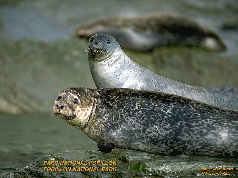Spotted Seals -- spotted seal (Phoca largha); DISPLAY FULL IMAGE.
