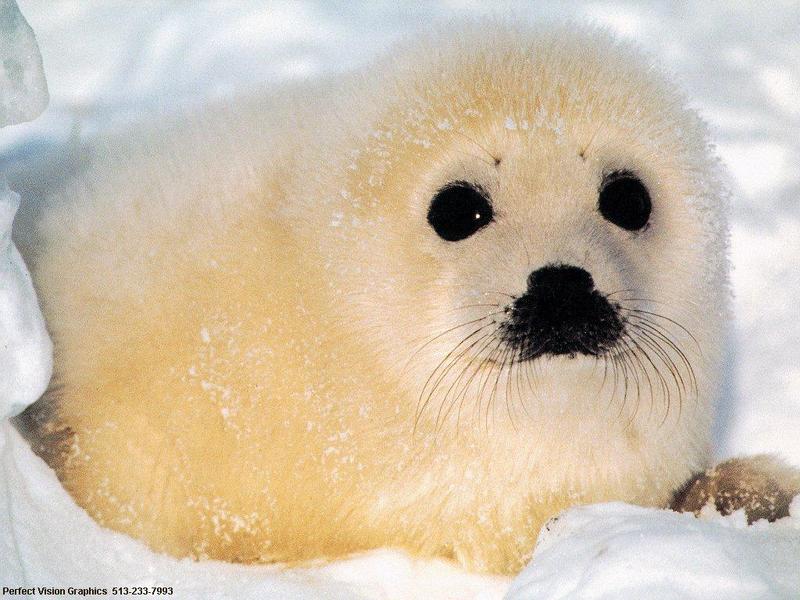 Baby Harp Seal; DISPLAY FULL IMAGE.