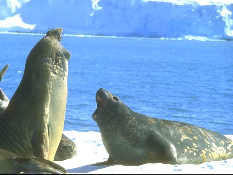 Seals; DISPLAY FULL IMAGE.