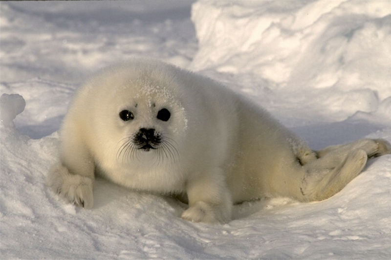 Baby Harp Seal; DISPLAY FULL IMAGE.