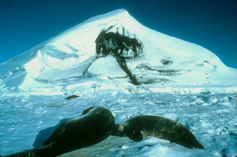 Seals; DISPLAY FULL IMAGE.