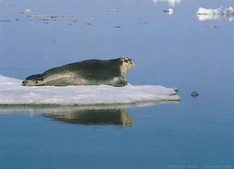 Bearded Seal (Erignathus barbatus) {!--콧수염바다물범-->; DISPLAY FULL IMAGE.