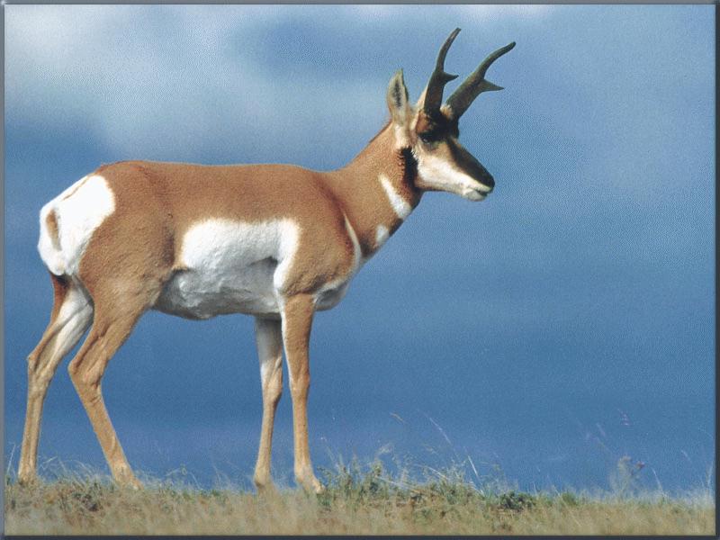 Pronghorn Antelope (Antilocapra americana) {!--가지뿔영양-->; DISPLAY FULL IMAGE.