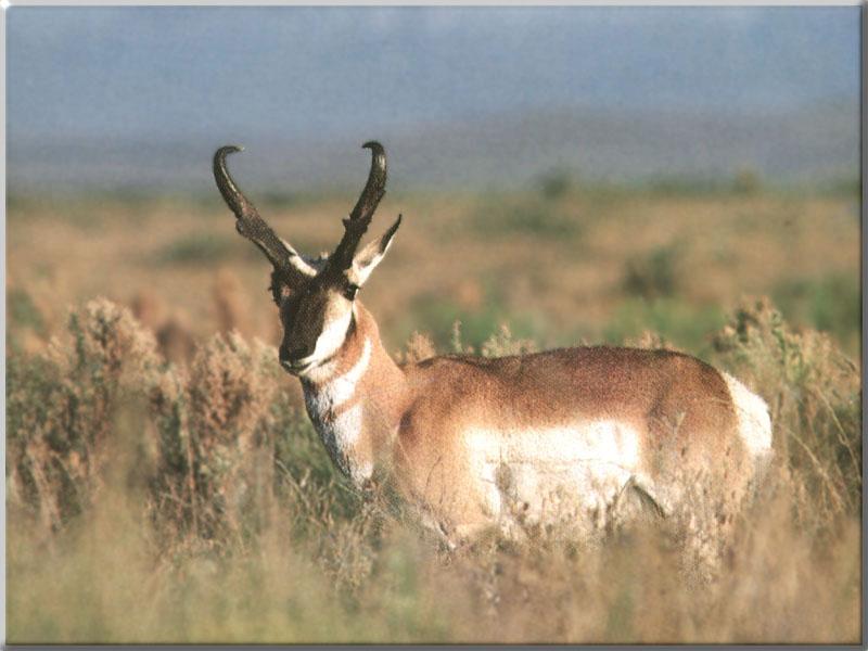 Pronghorn Antelope (Antilocapra americana) {!--가지뿔영양-->; DISPLAY FULL IMAGE.