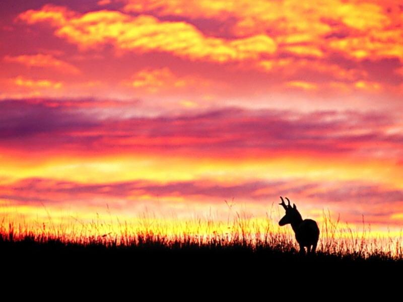 Pronghorn Antelope (Antilocapra americana) {!--가지뿔영양-->; DISPLAY FULL IMAGE.