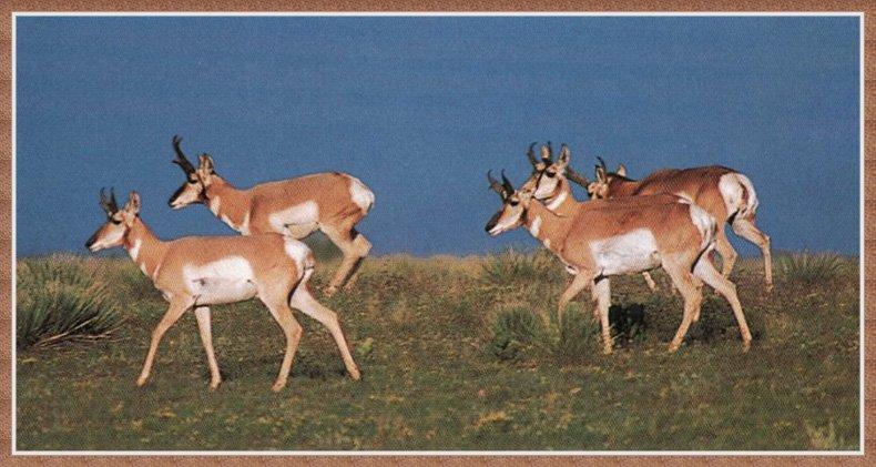 Pronghorn Antelopes (Antilocapra americana) {!--가지뿔영양-->; DISPLAY FULL IMAGE.