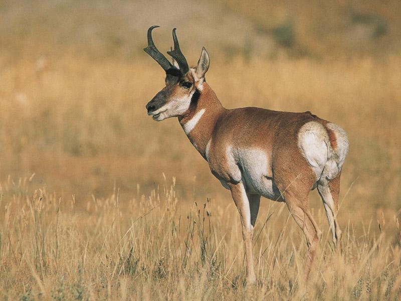Pronghorn Antelope (Antilocapra americana) {!--가지뿔영양-->; DISPLAY FULL IMAGE.