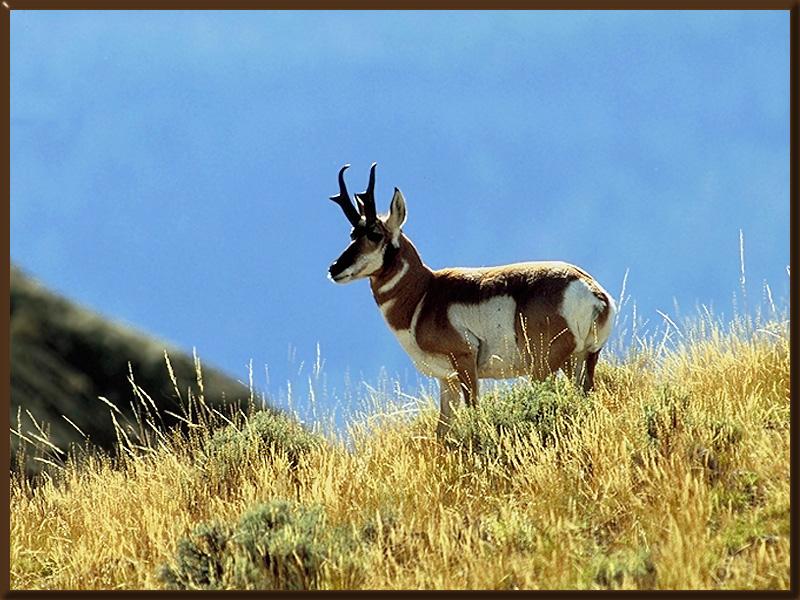 Pronghorn Antelope (Antilocapra americana) {!--가지뿔영양-->; DISPLAY FULL IMAGE.