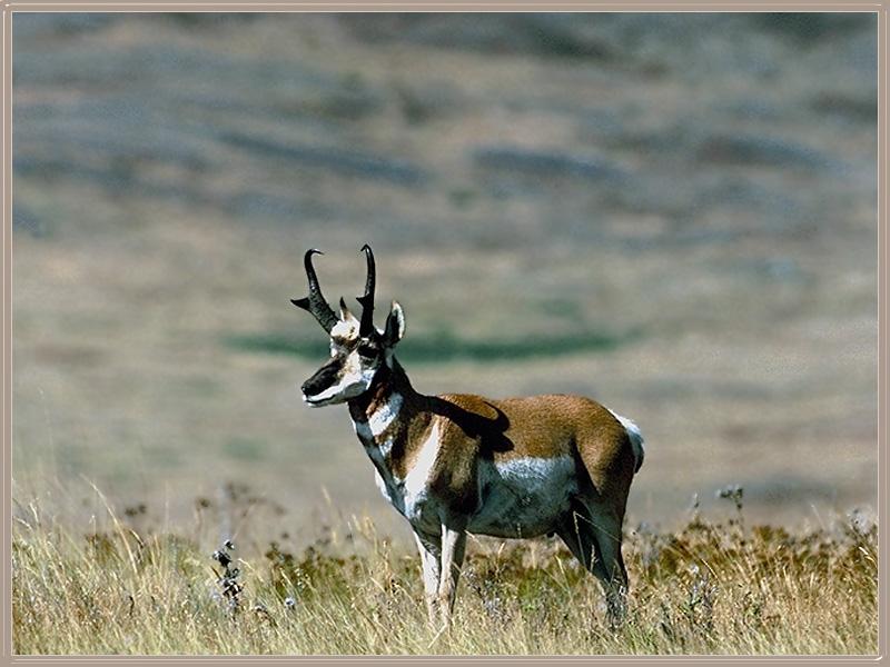 Pronghorn Antelope (Antilocapra americana) {!--가지뿔영양-->; DISPLAY FULL IMAGE.