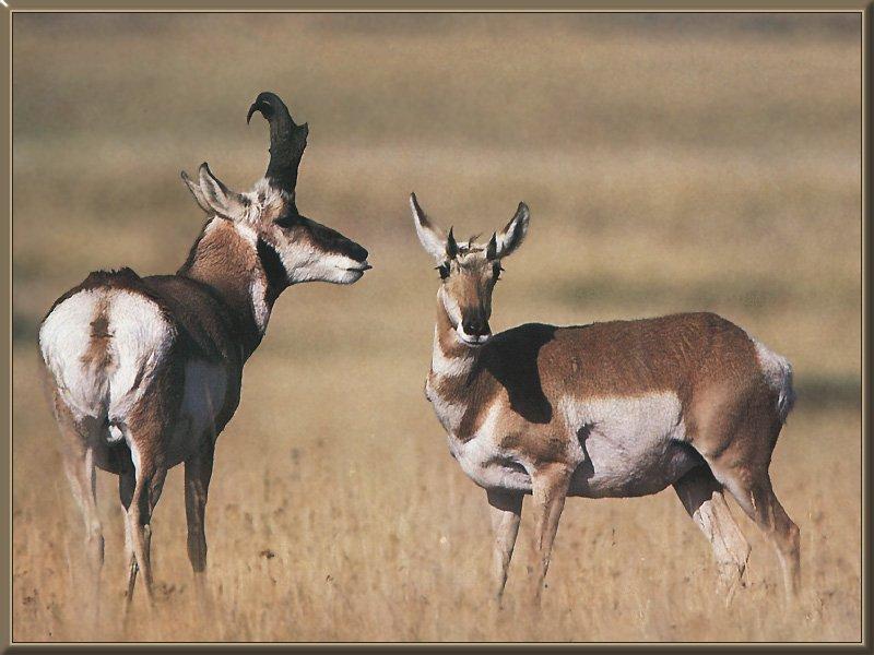 Pronghorn Antelopes (Antilocapra americana) {!--가지뿔영양-->; DISPLAY FULL IMAGE.